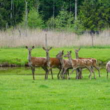 LATVIA NATURE