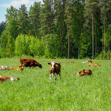 LATVIA NATURE