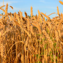 LATVIA NATURE