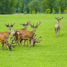 LATVIA NATURE