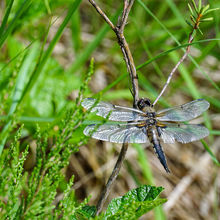 LATVIA NATURE