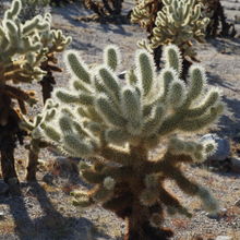 JOSHUA TREE NATIONAL PARK, CALIFORNIA