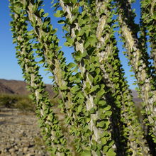 JOSHUA TREE NATIONAL PARK, CALIFORNIA