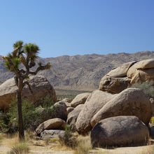 JOSHUA TREE NATIONAL PARK, CALIFORNIA