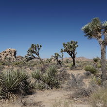 JOSHUA TREE NATIONAL PARK, CALIFORNIA