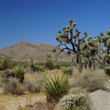 JOSHUA TREE NATIONAL PARK, CALIFORNIA