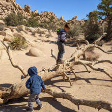 JOSHUA TREE NATIONAL PARK, CALIFORNIA