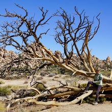 JOSHUA TREE NATIONAL PARK, CALIFORNIA