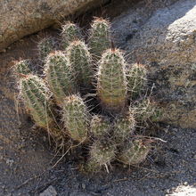 JOSHUA TREE NATIONAL PARK, CALIFORNIA