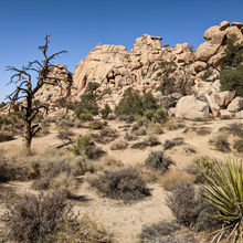 JOSHUA TREE NATIONAL PARK, CALIFORNIA