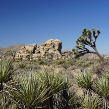 JOSHUA TREE NATIONAL PARK, CALIFORNIA