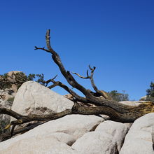 JOSHUA TREE NATIONAL PARK, CALIFORNIA