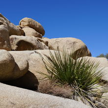 JOSHUA TREE NATIONAL PARK, CALIFORNIA