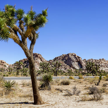 JOSHUA TREE NATIONAL PARK, CALIFORNIA