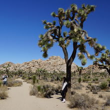 JOSHUA TREE NATIONAL PARK, CALIFORNIA