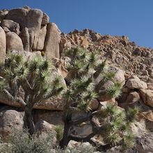 JOSHUA TREE NATIONAL PARK, CALIFORNIA