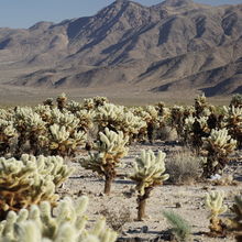 JOSHUA TREE NATIONAL PARK, CALIFORNIA