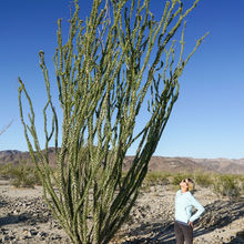 JOSHUA TREE NATIONAL PARK, CALIFORNIA