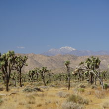 JOSHUA TREE NATIONAL PARK, CALIFORNIA