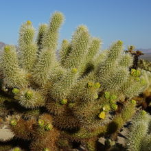 JOSHUA TREE NATIONAL PARK, CALIFORNIA