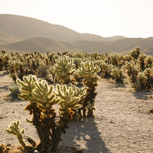 JOSHUA TREE NATIONAL PARK, CALIFORNIA