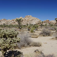 JOSHUA TREE NATIONAL PARK, CALIFORNIA