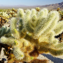 JOSHUA TREE NATIONAL PARK, CALIFORNIA