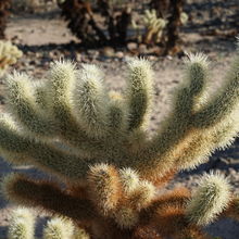 JOSHUA TREE NATIONAL PARK, CALIFORNIA