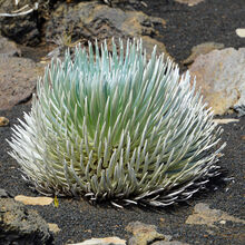 HALEAKALA NATIONAL PARK, MAUI