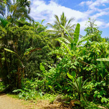 MAUI ISLAND TOUR (HAWAII)