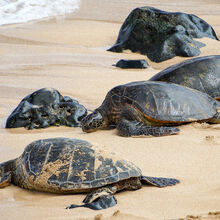 MAUI ISLAND TOUR (HAWAII)