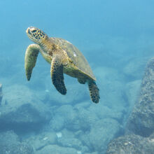 MAUI ISLAND TOUR (HAWAII)