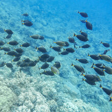 MAUI ISLAND TOUR (HAWAII)