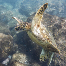 MAUI ISLAND TOUR (HAWAII)