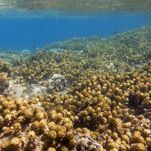 MAUI ISLAND TOUR (HAWAII)