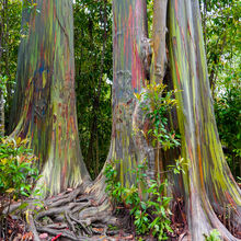 MAUI ISLAND TOUR (HAWAII)