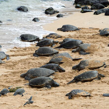 MAUI ISLAND TOUR (HAWAII)