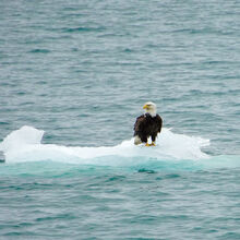 ALASKA WILDLIFE