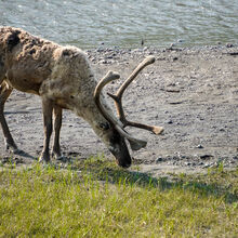 ALASKA WILDLIFE