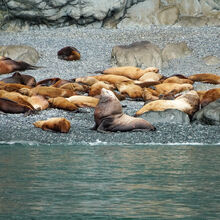 ALASKA WILDLIFE