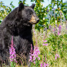 ALASKA WILDLIFE