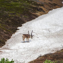 ALASKA WILDLIFE