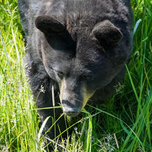 ALASKA WILDLIFE