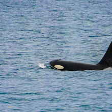 ALASKA WILDLIFE