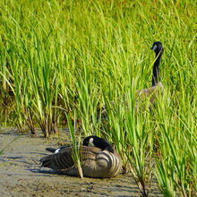 ALASKA WILDLIFE