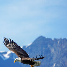 ALASKA WILDLIFE