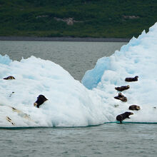 ALASKA WILDLIFE