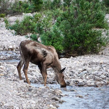 ALASKA WILDLIFE