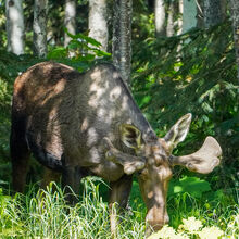 ALASKA WILDLIFE