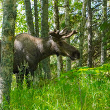 ALASKA WILDLIFE